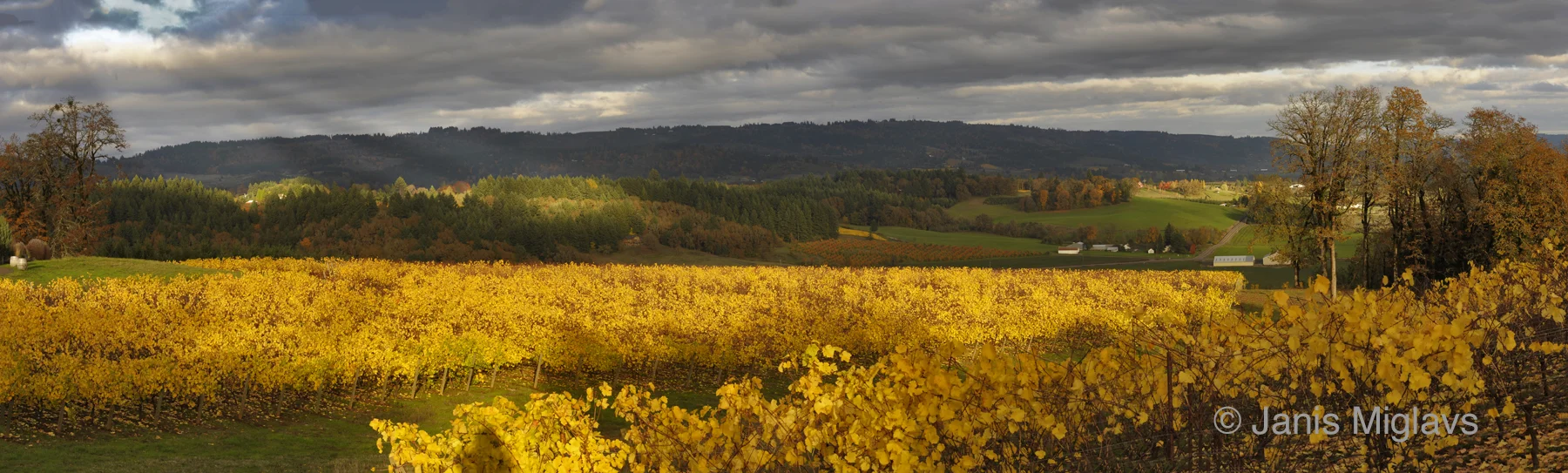 Fall Vineyard Panorama