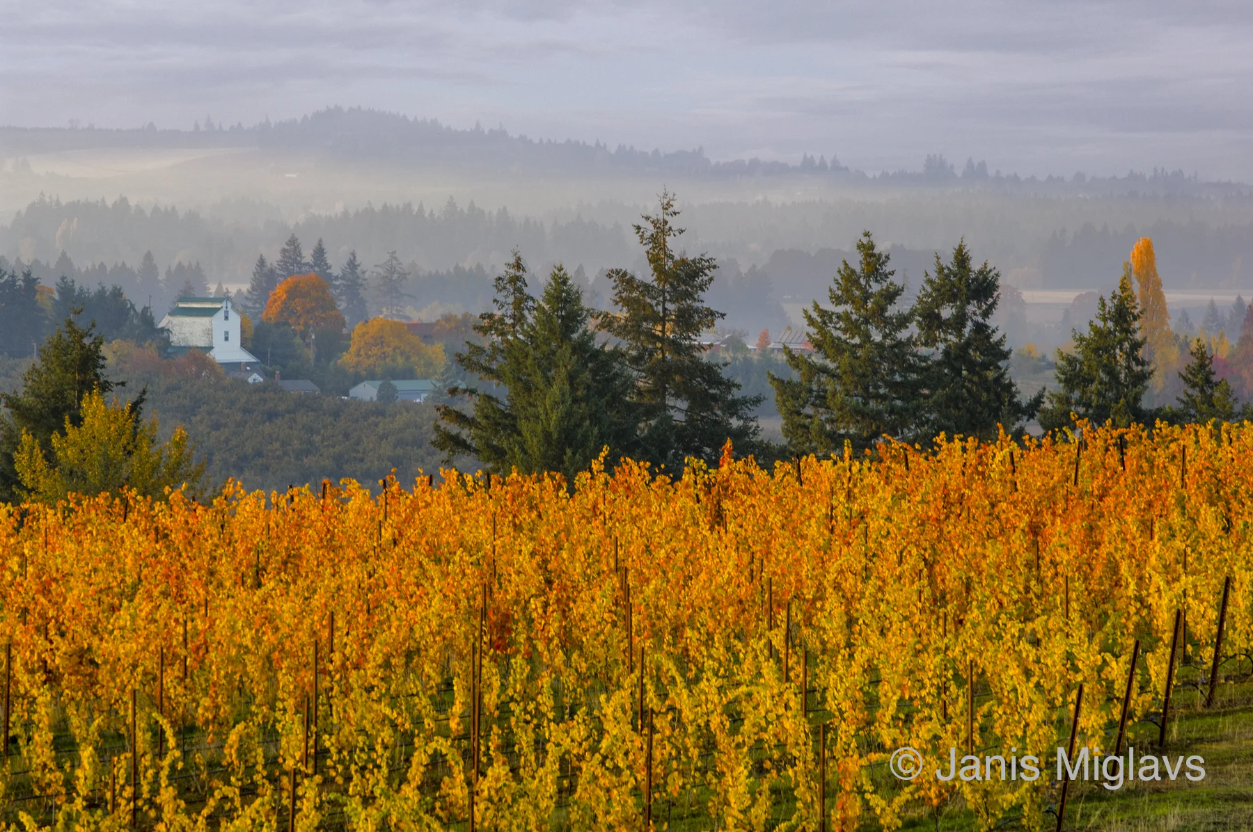 Fall Vineyard Above Walnut-Drying Barn