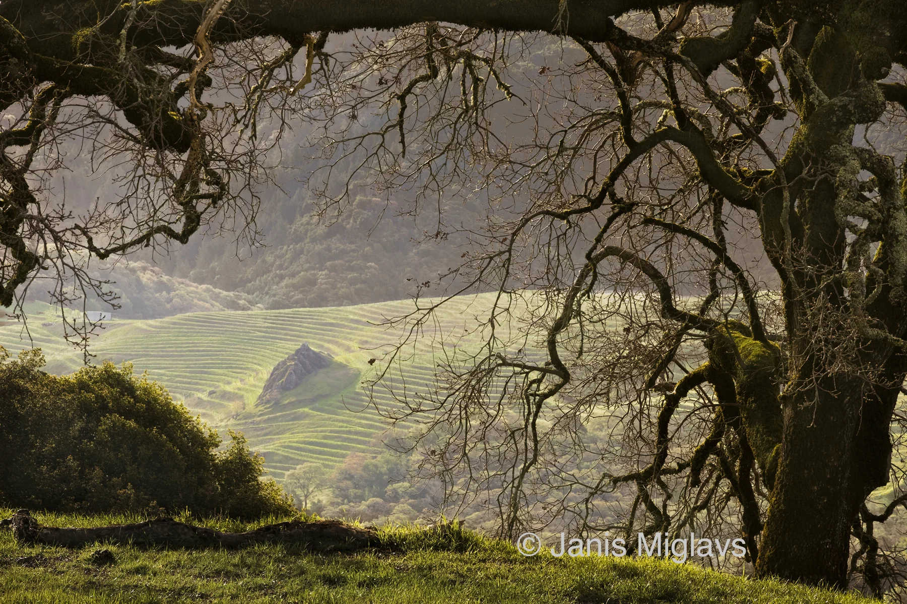 Oak Overlooks Spring Mountain Vineyard