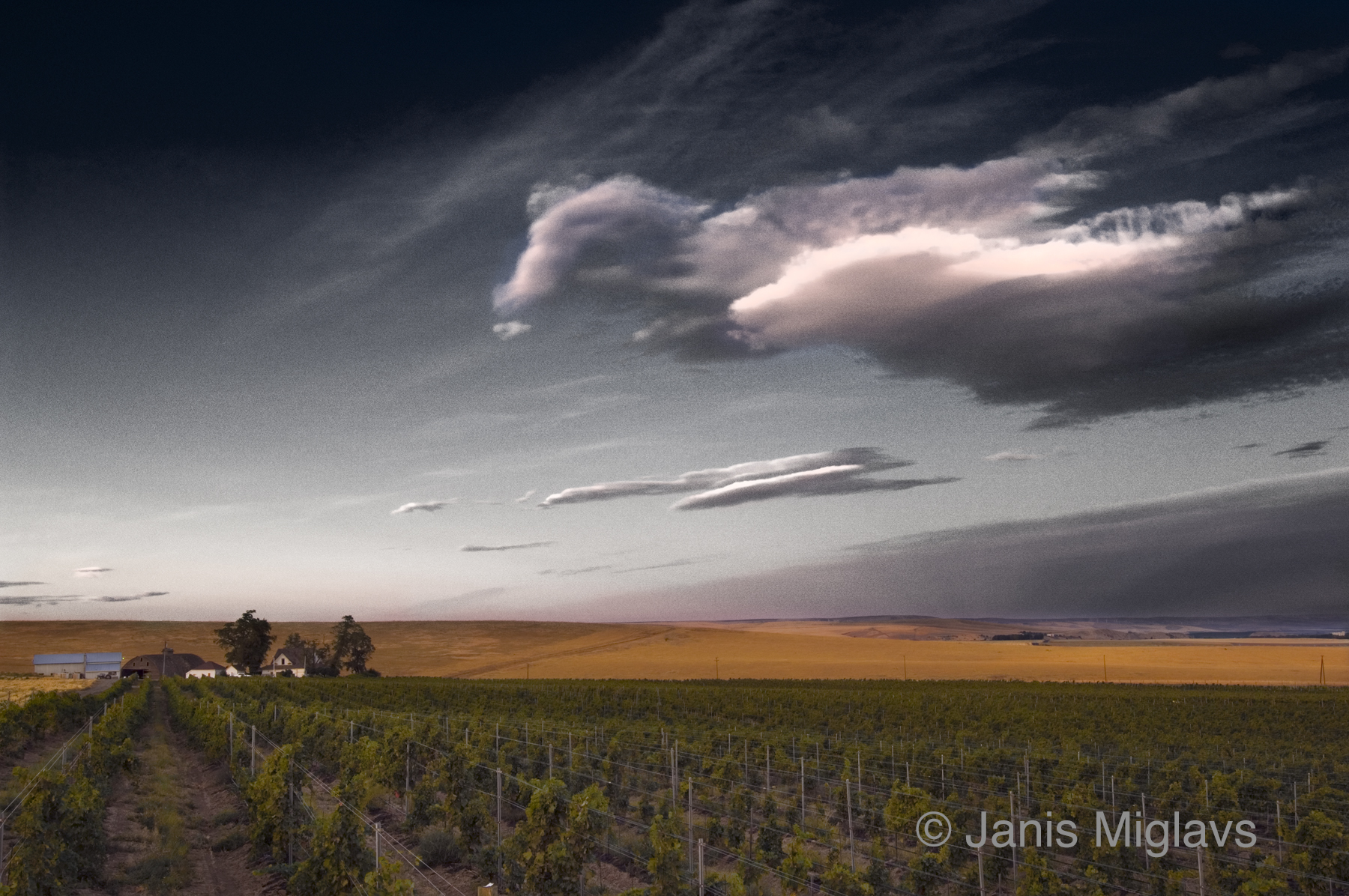 Clouds Over Oregon Walla Walla Vineyard 2