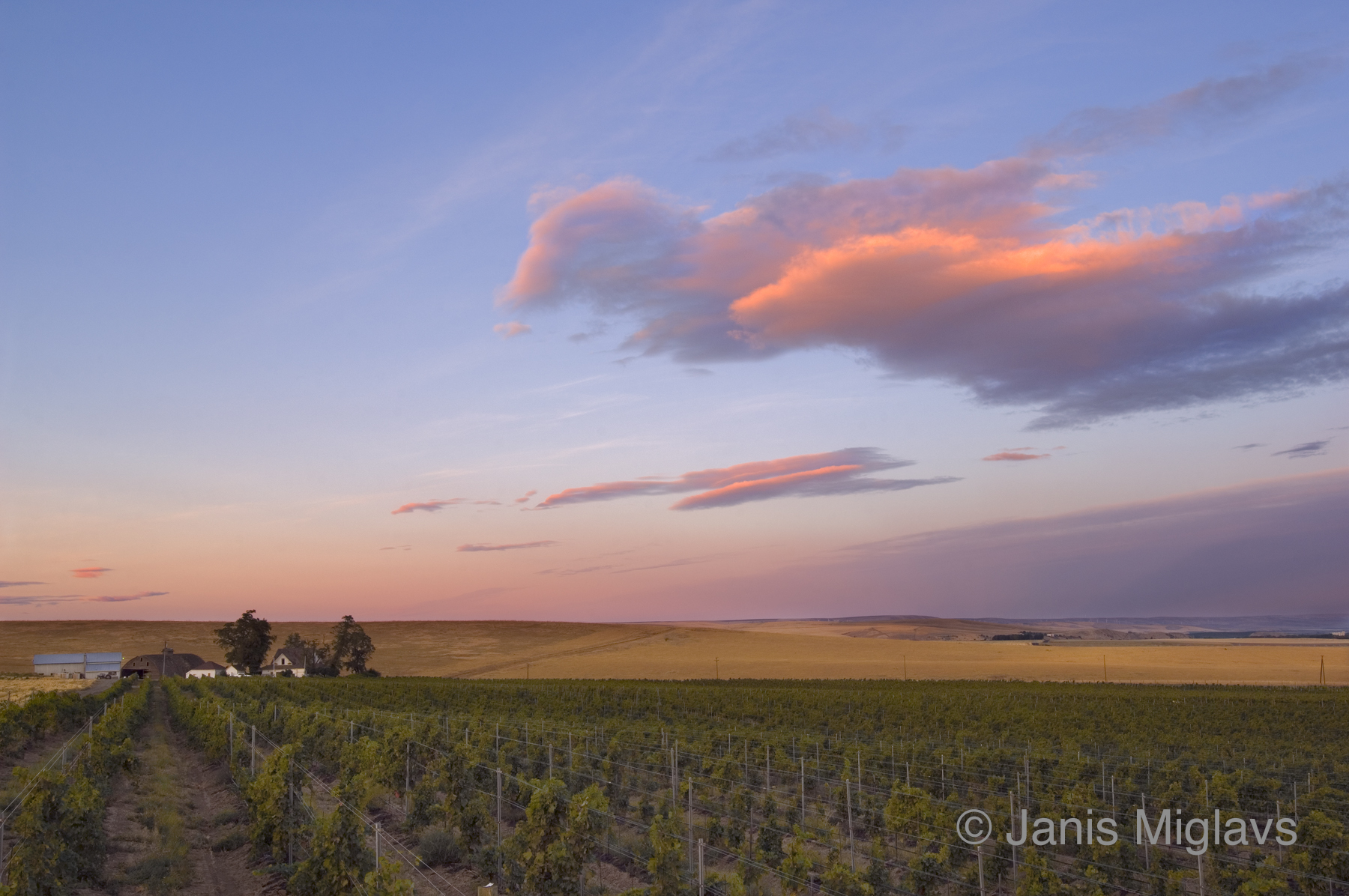 Clouds Over Oregon Walla Walla Vineyard 1