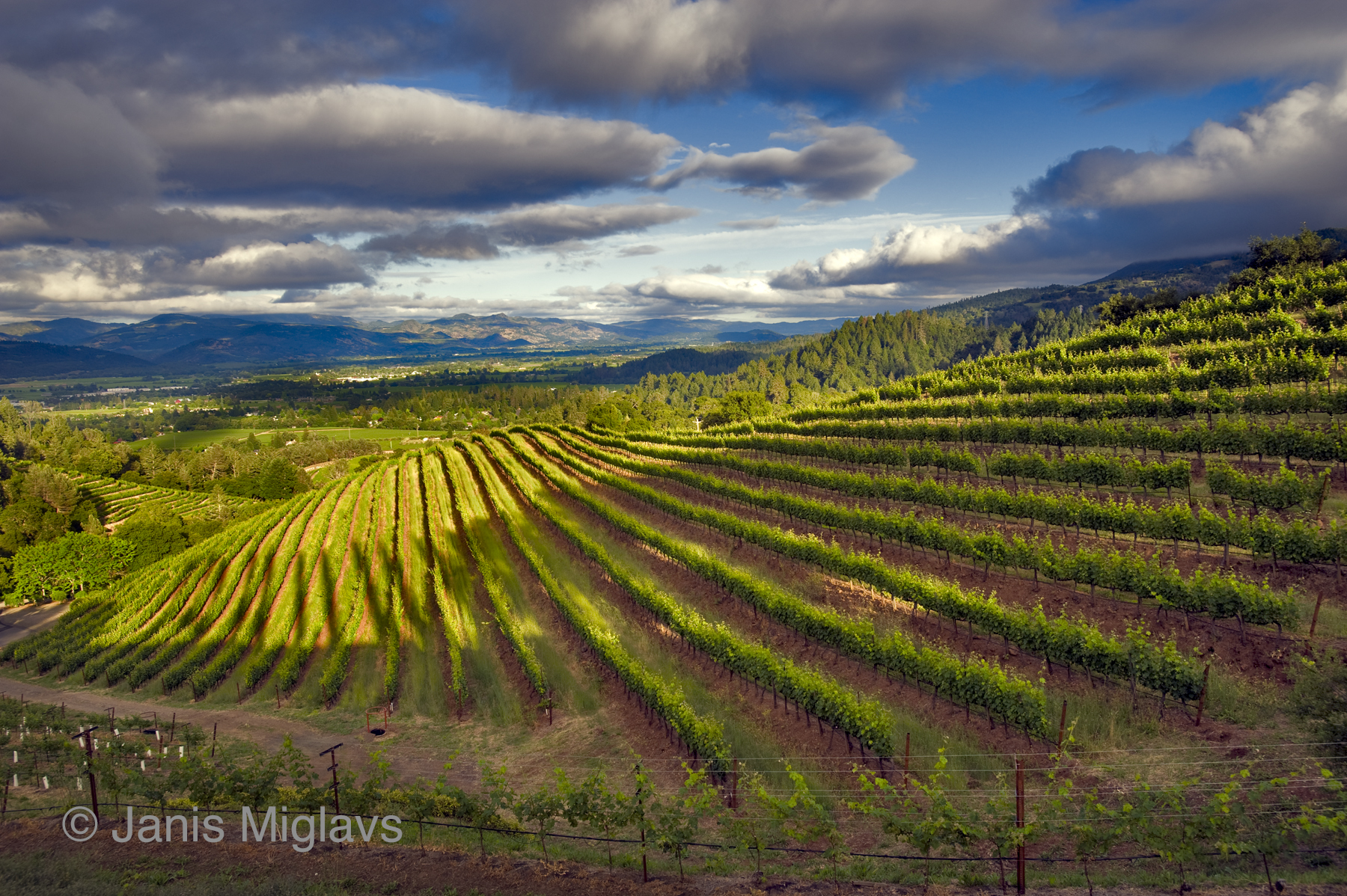 Vineyard Valley View