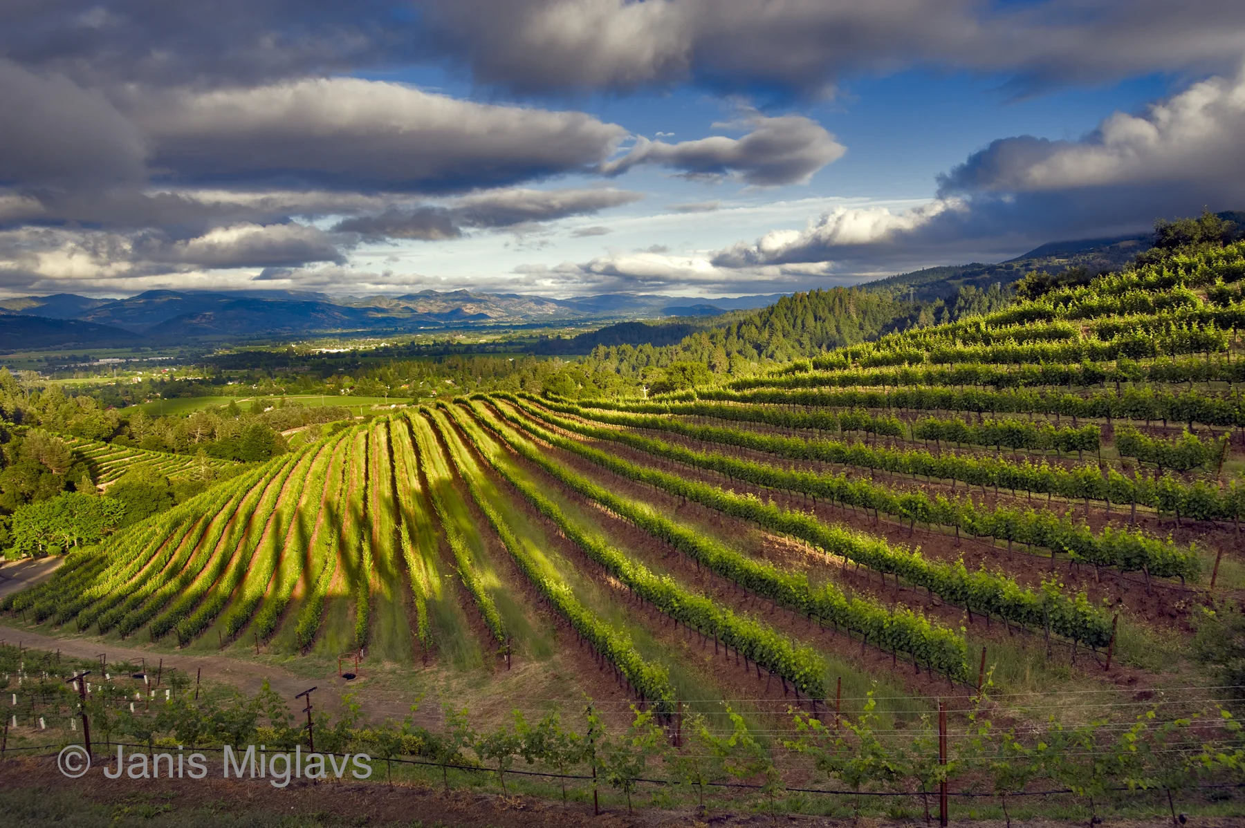 Vineyard Valley View