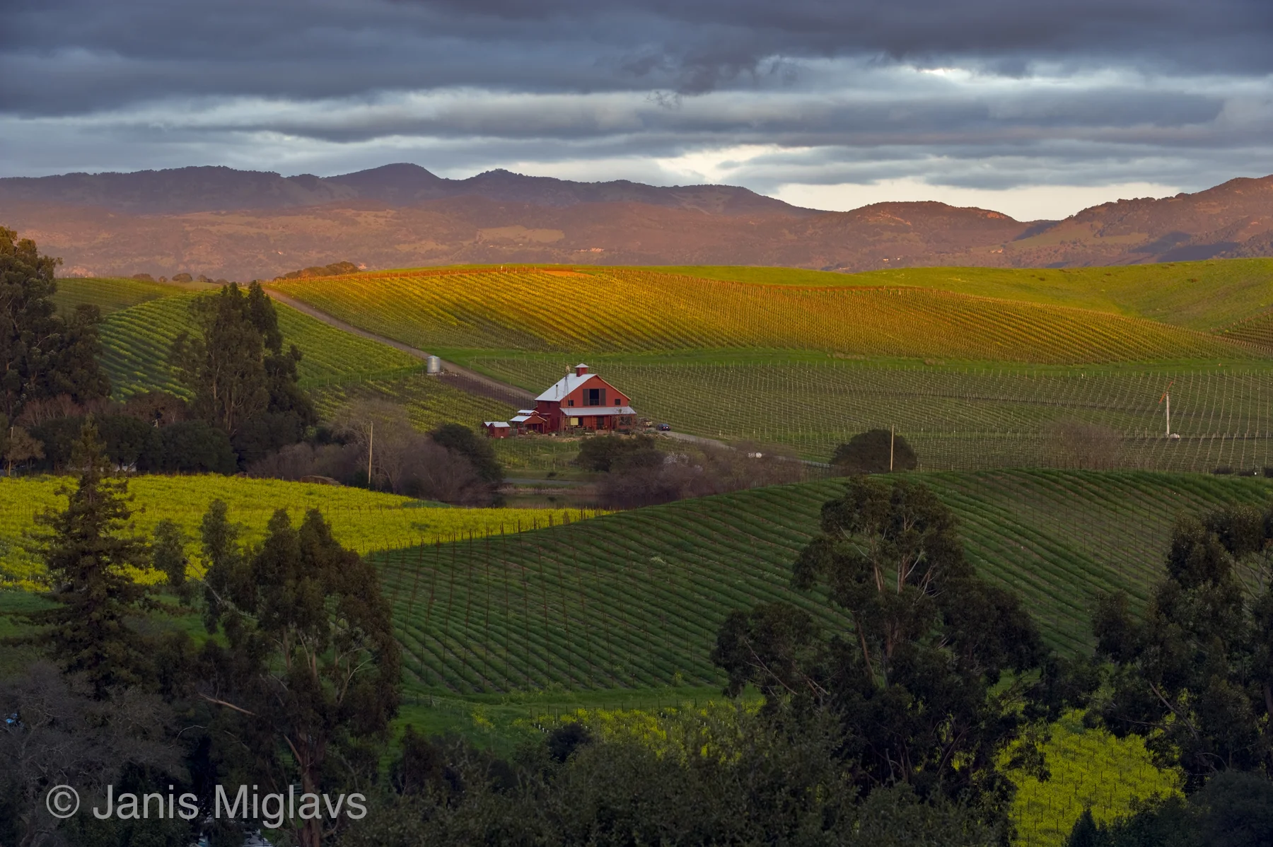 Carneros Vineyards