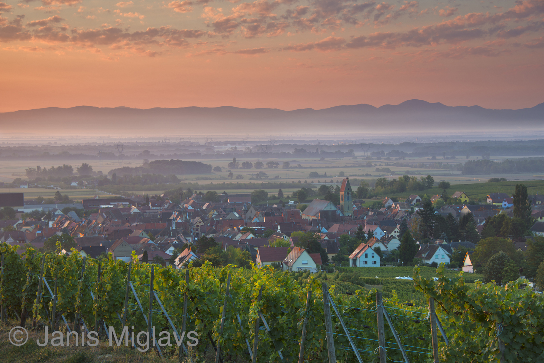 France Vineyard Above Equisheim in Alsace