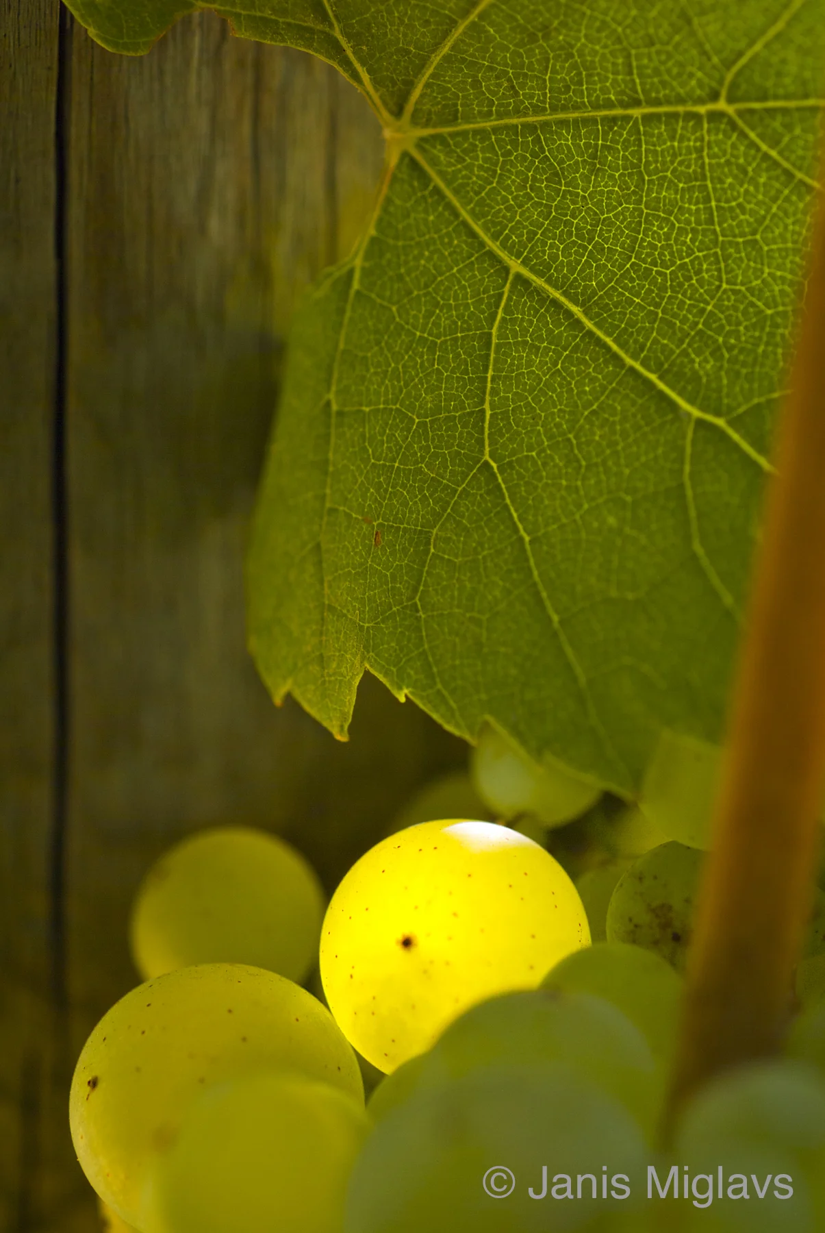 Wine Starts Here