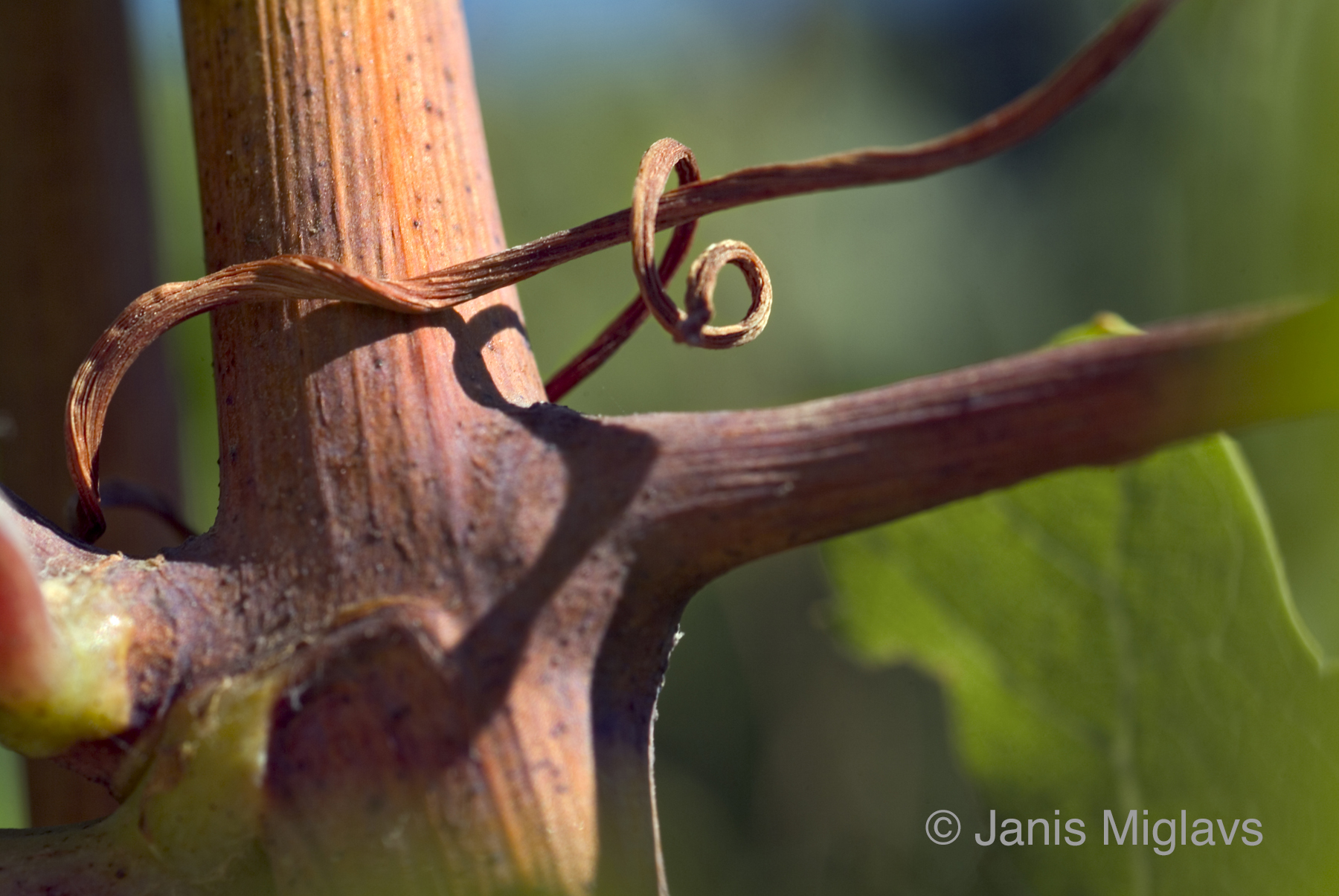 Tendril