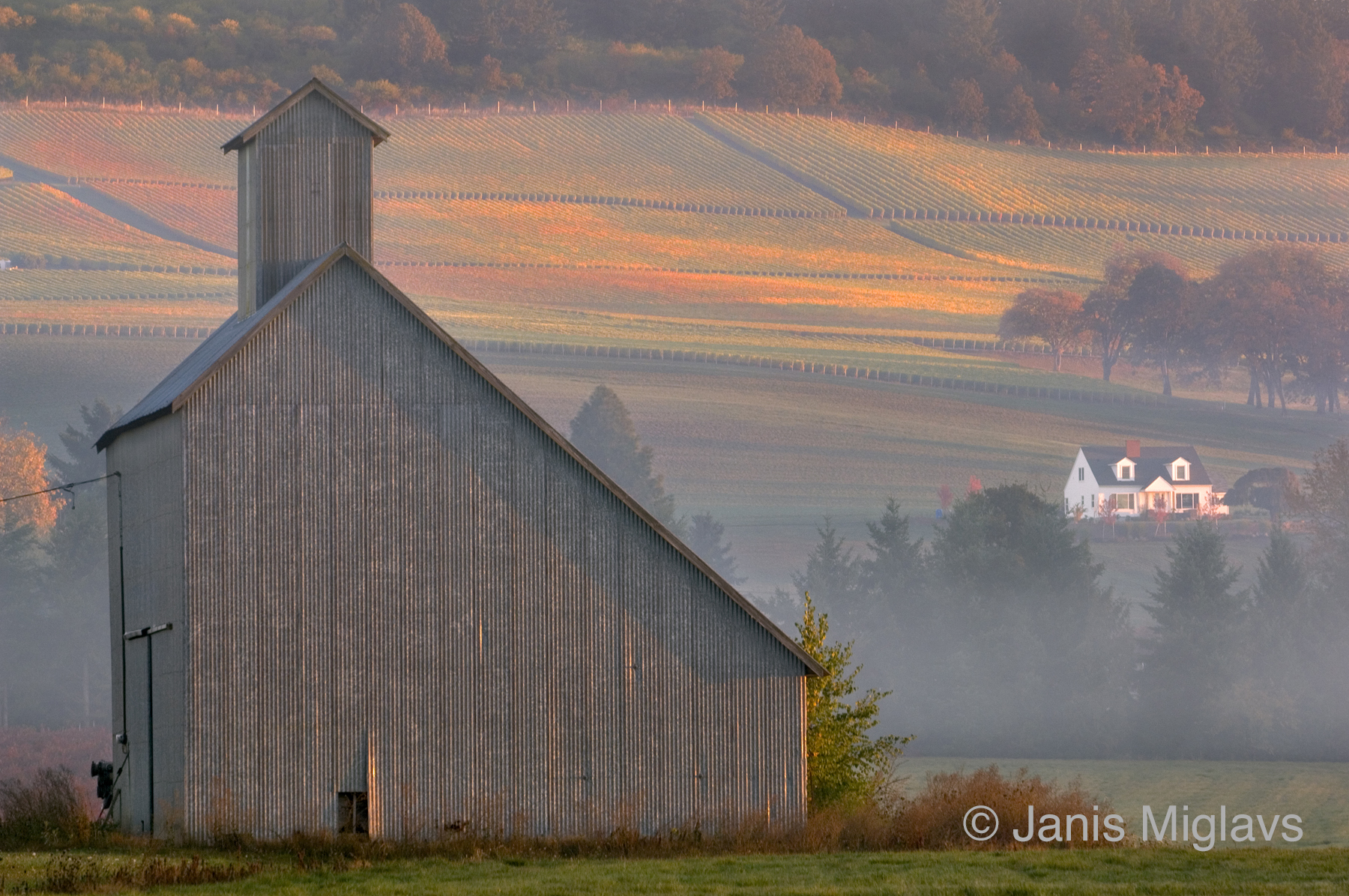 Metal Barn with Vineyard