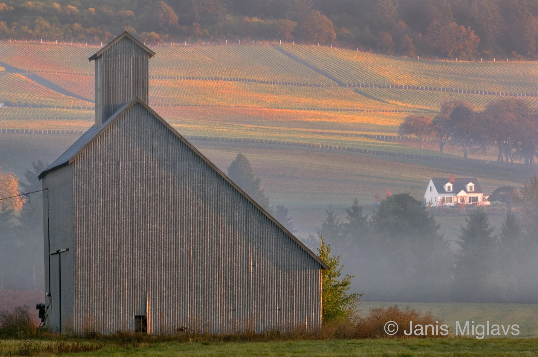 Barn with Vineyard