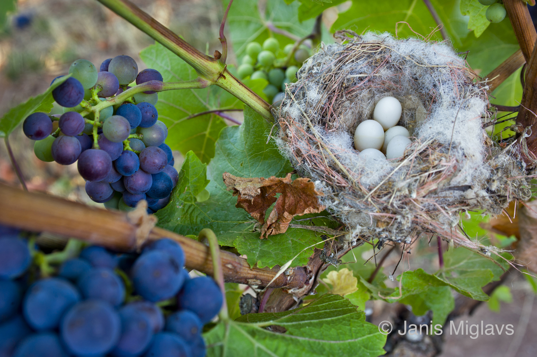 Nest in the Vines