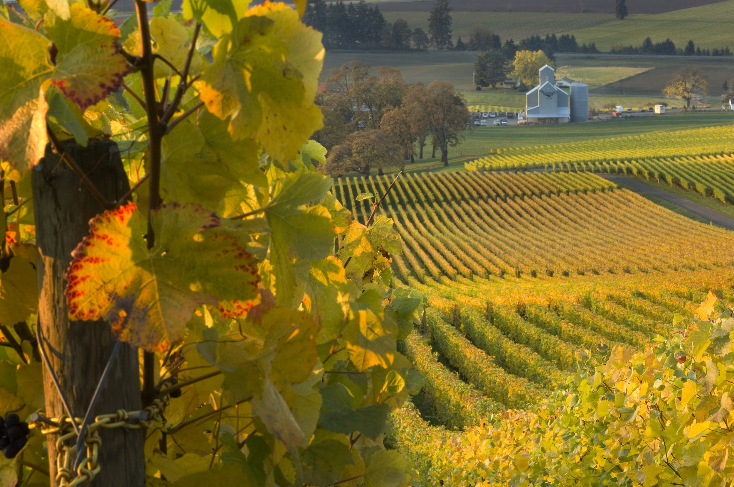 OR-WILM-WINE-STOL-dD44lg.jpg