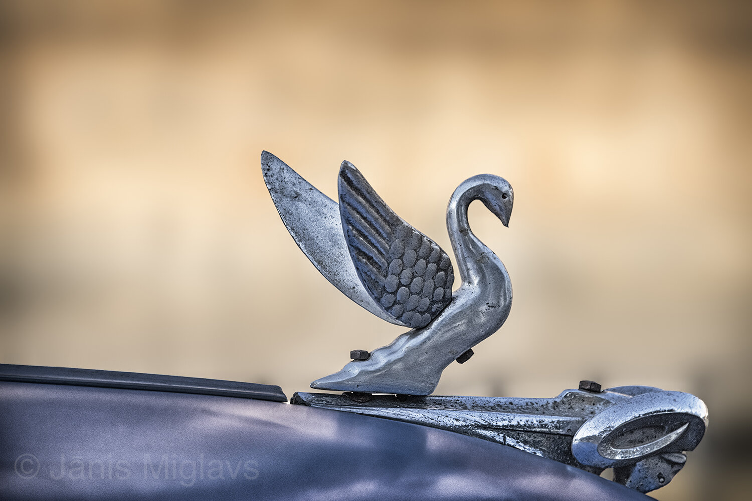 Flying swan lands on ram