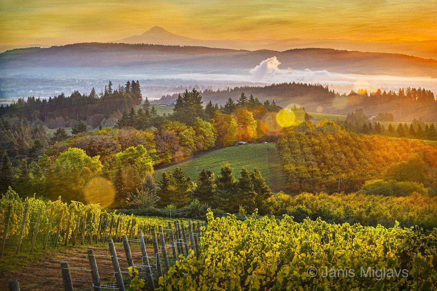 Sunrise magic over Willamette Valley vineyard