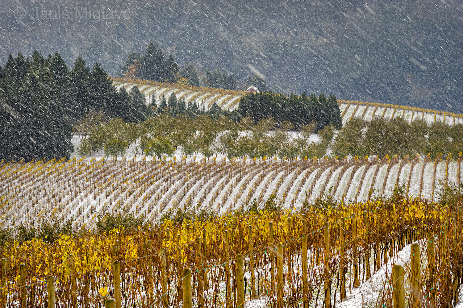 Snow falls on Fall-colored vines