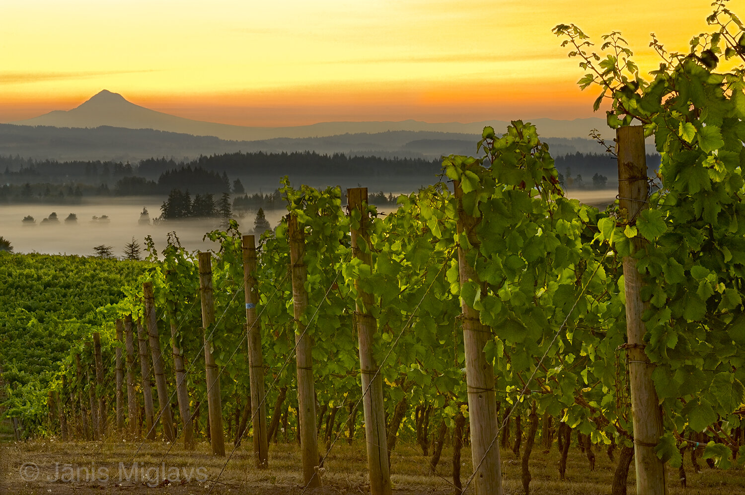 Pinot noir vines watch Mt. Hood Sunrise