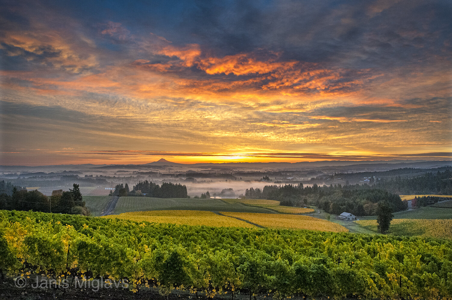 Sunrise Clouds over Vineyard