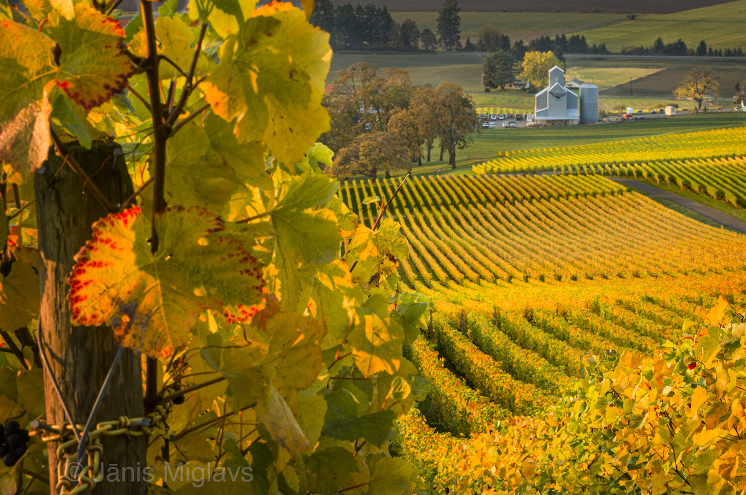 Vineyard and Turkey Barn