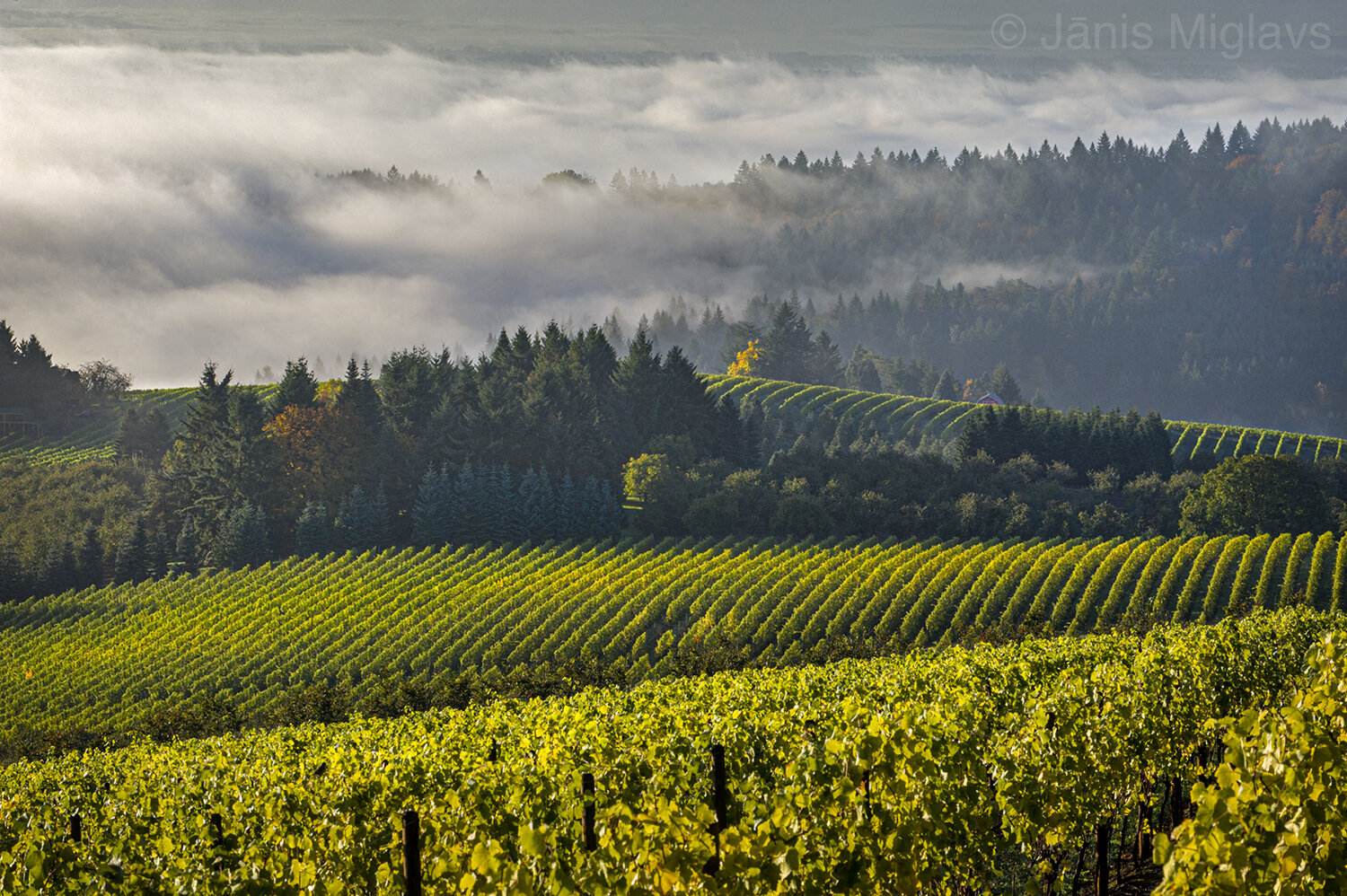 Vineyard above Valley Fog