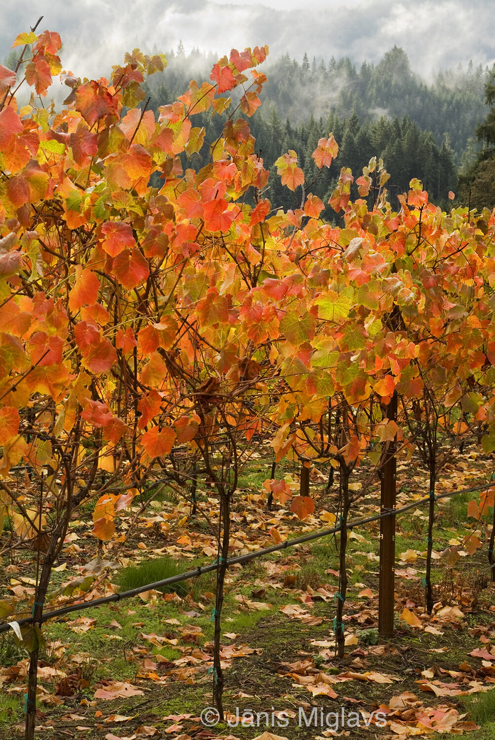 Fall arrives on Pinot noir Vines