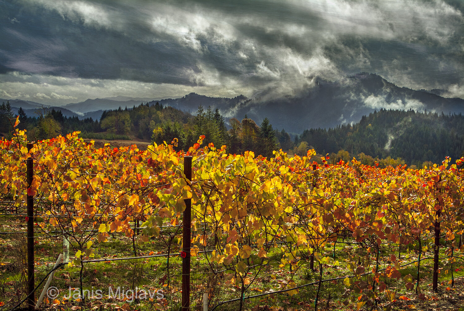 Storm over Pinot noir vines
