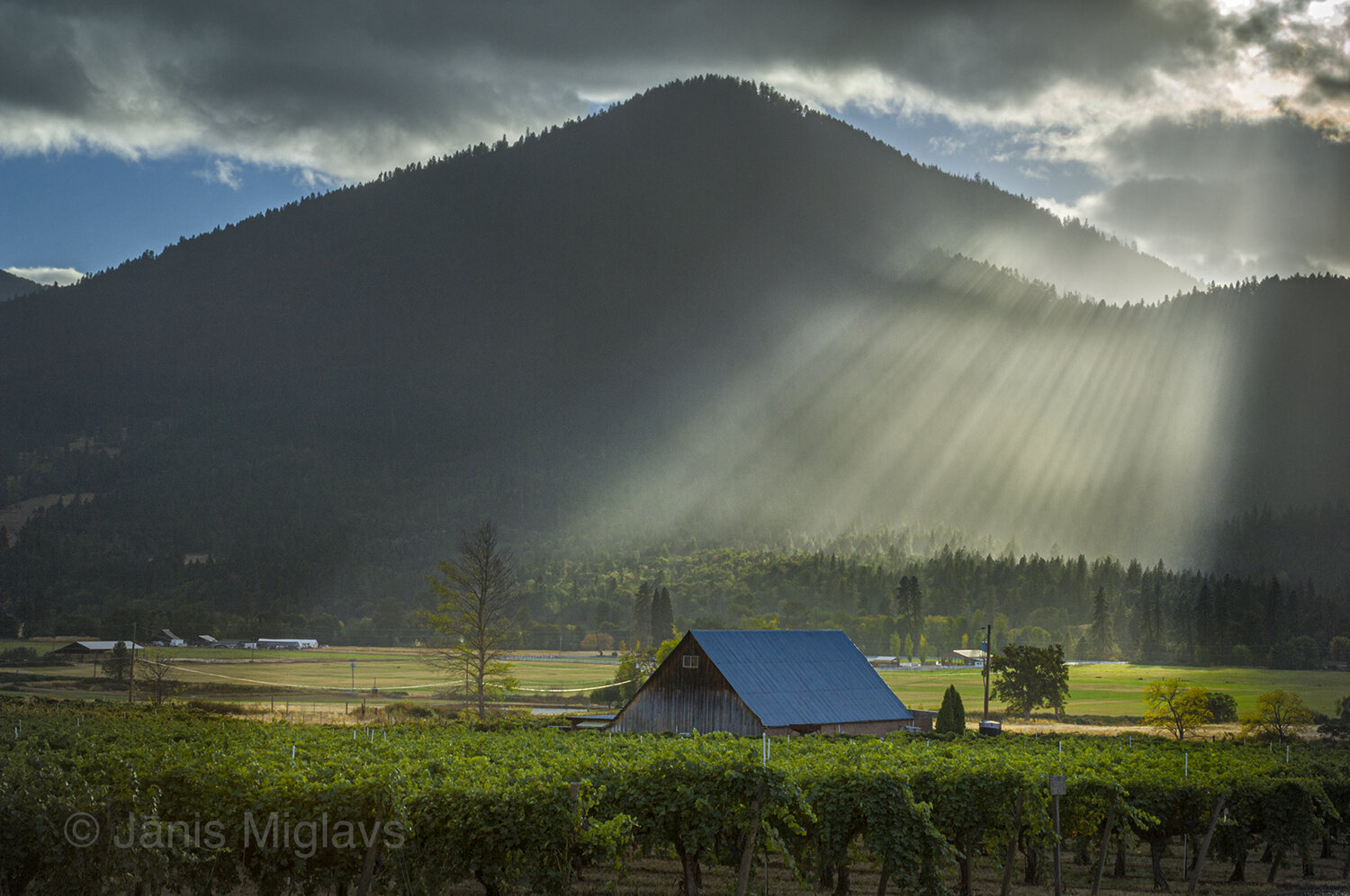 Light on Southern Oregon Vineyard #2