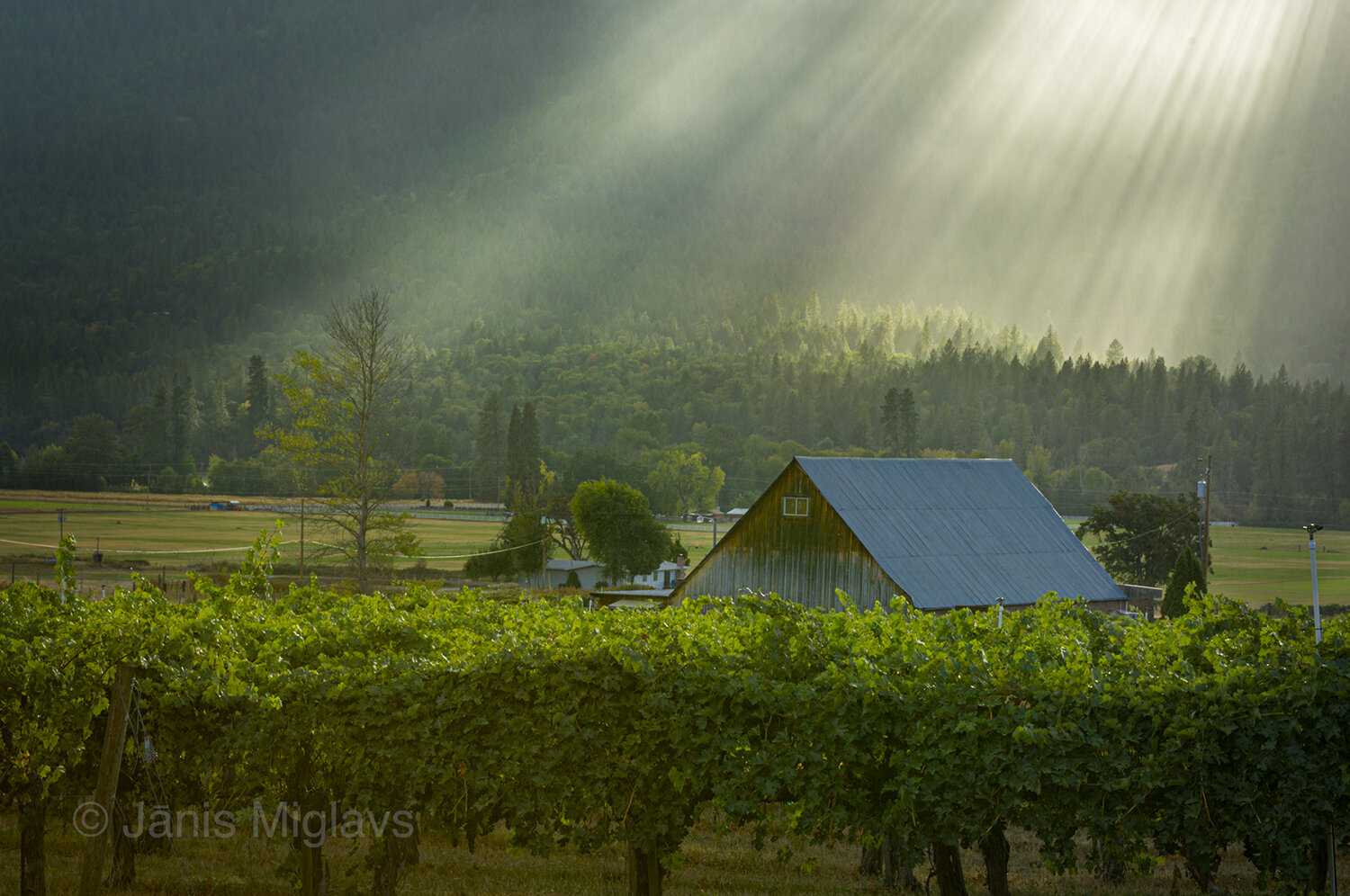 Light on Barn and Vineyard