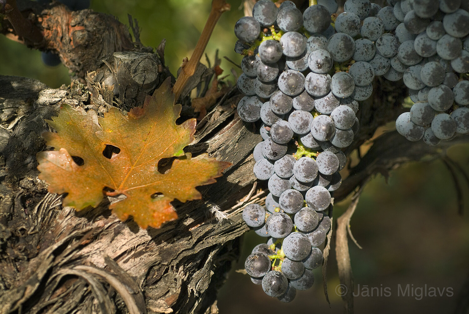 Cabernet Sauvignon Fall