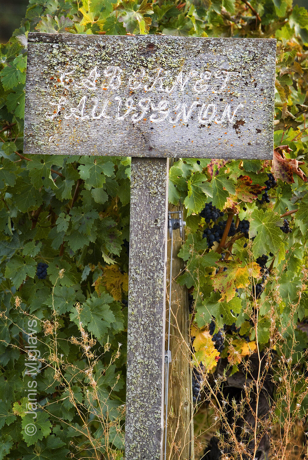 Vineyard Sign with Moss