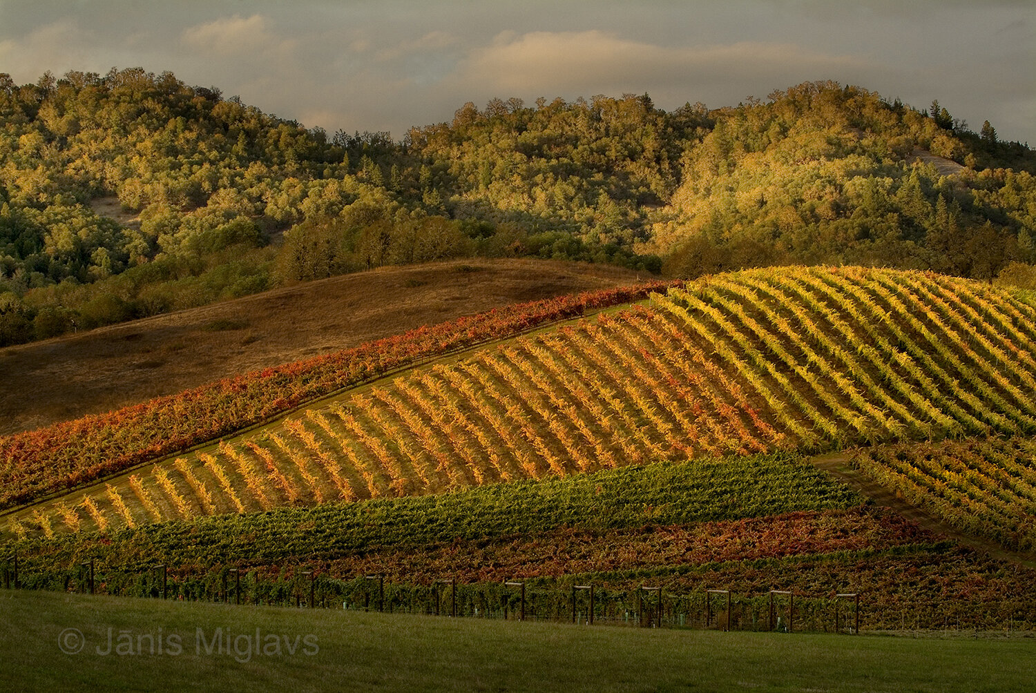 Abacela Vineyard Quilt, Umpqua AVA, Oregon