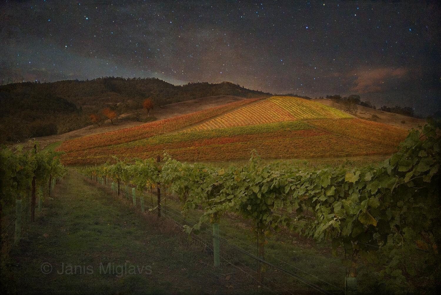 Umpqua Vineyard Night