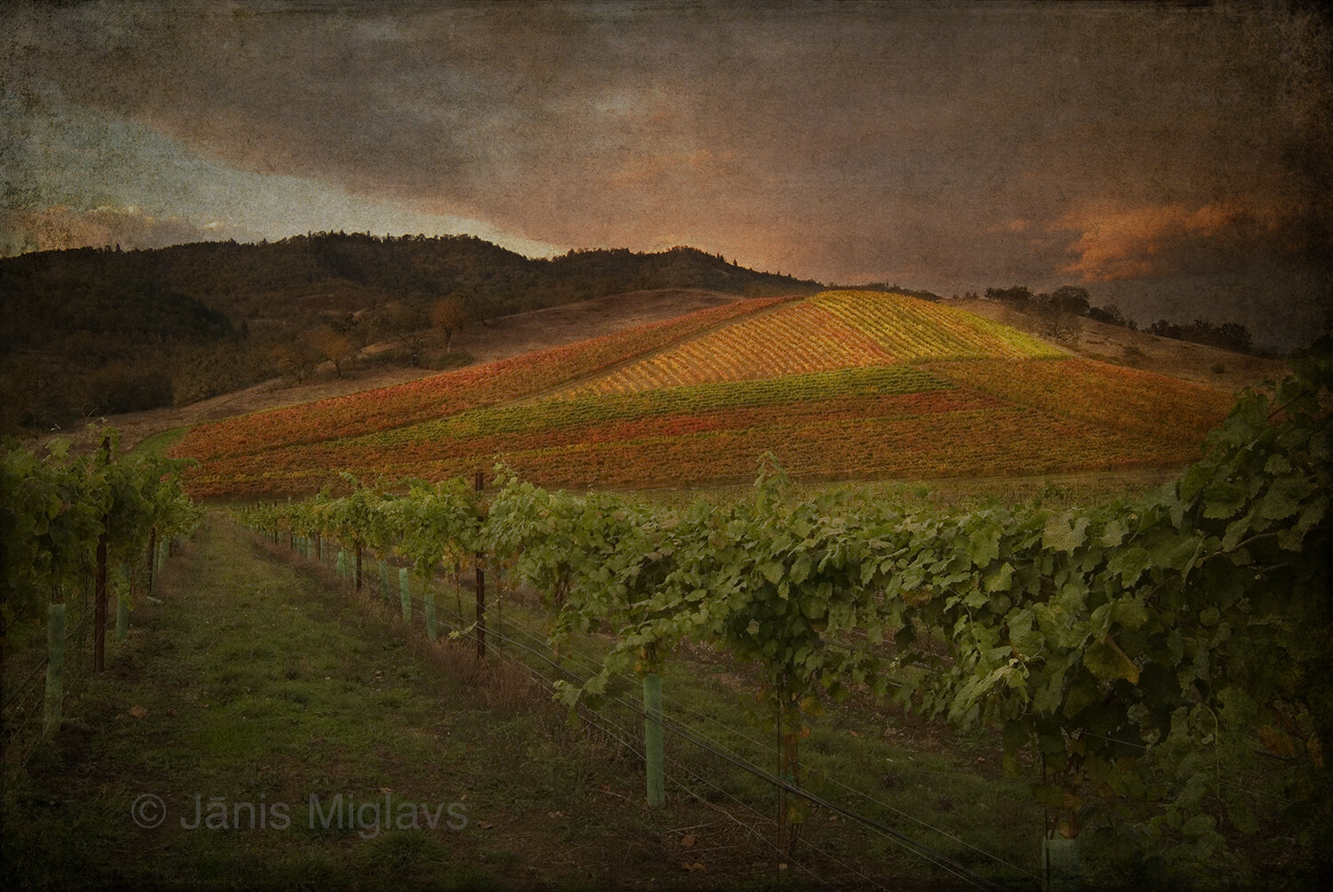 Umpqua Vineyard #2
