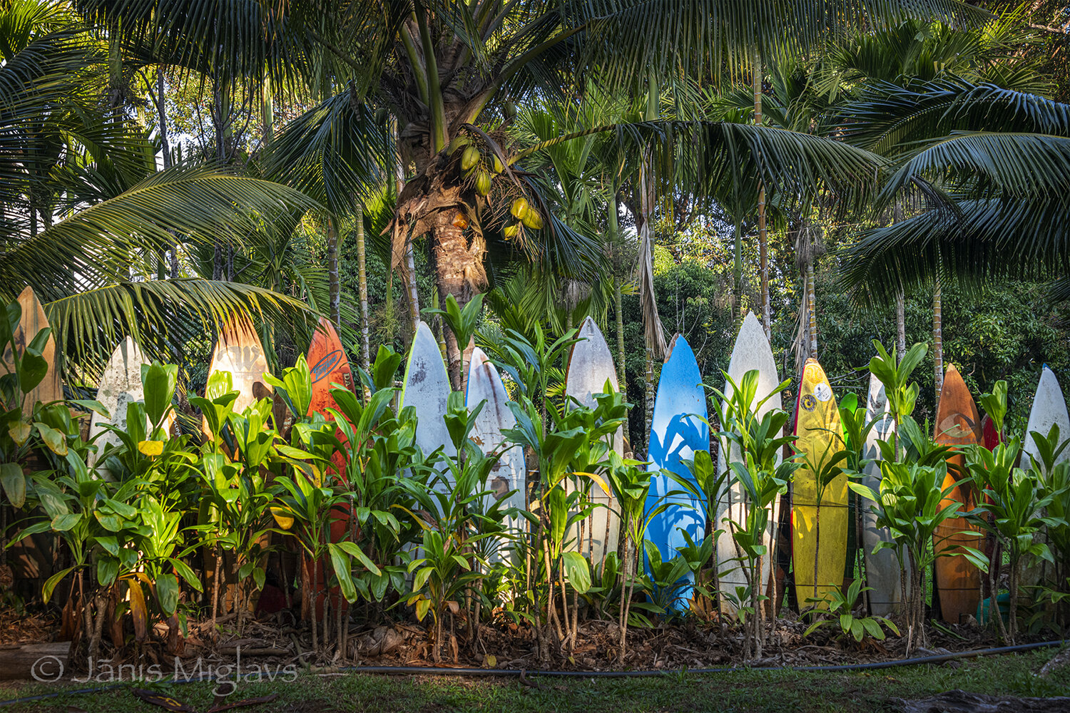 Surfboard Fence near Haiku, Maui