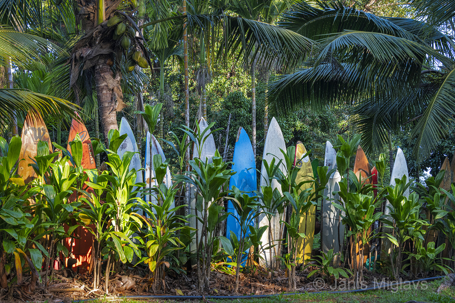 Surfboard Fence near Haiku, Maui 4