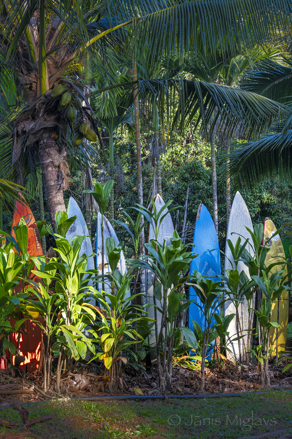 Surfboard fence near Haiku, Maui