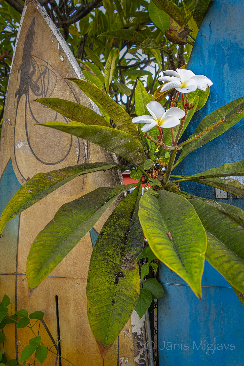 Plumeria in Surfboard Fence, Paia, Maui