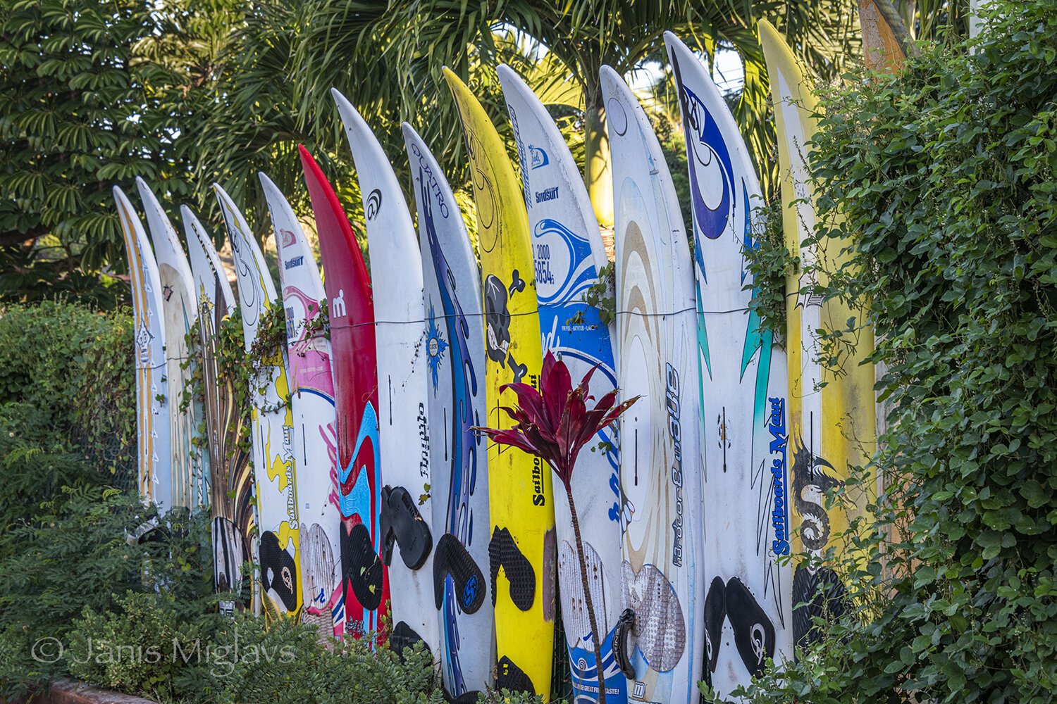 Surfboard Fenc, Paia, Maui
