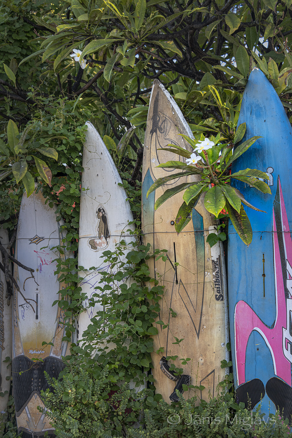 Surfboard Fence with Plumeria, Paia, Maui