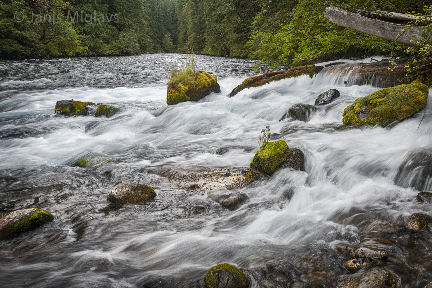 Olallie Creek meets the McKenzie River 1