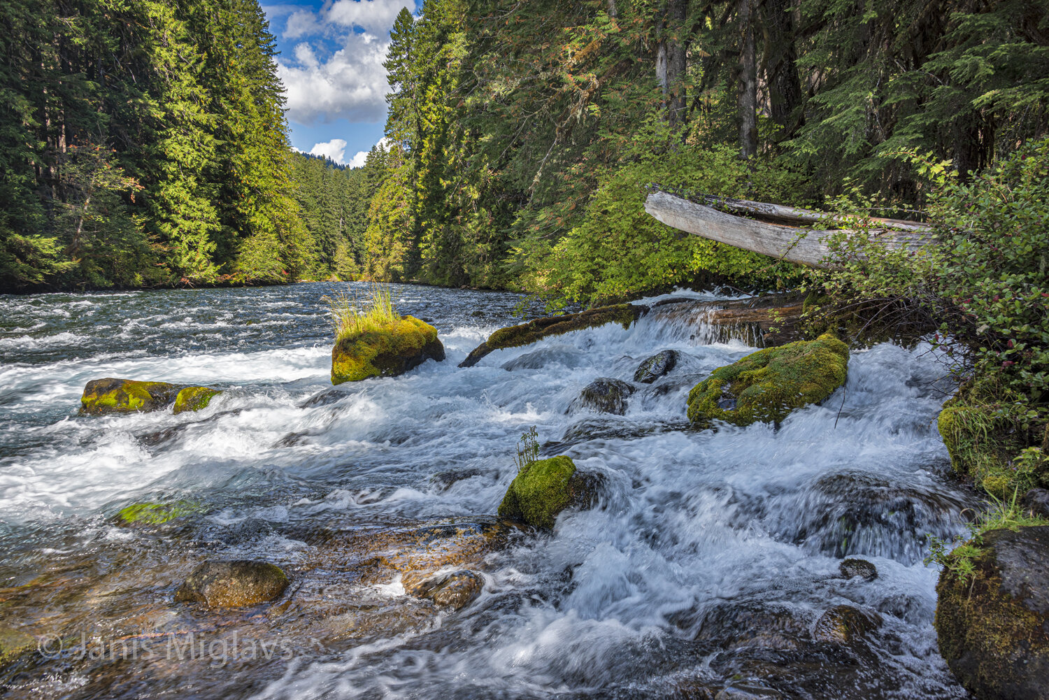 Olallie Creek meets the McKenzie 2