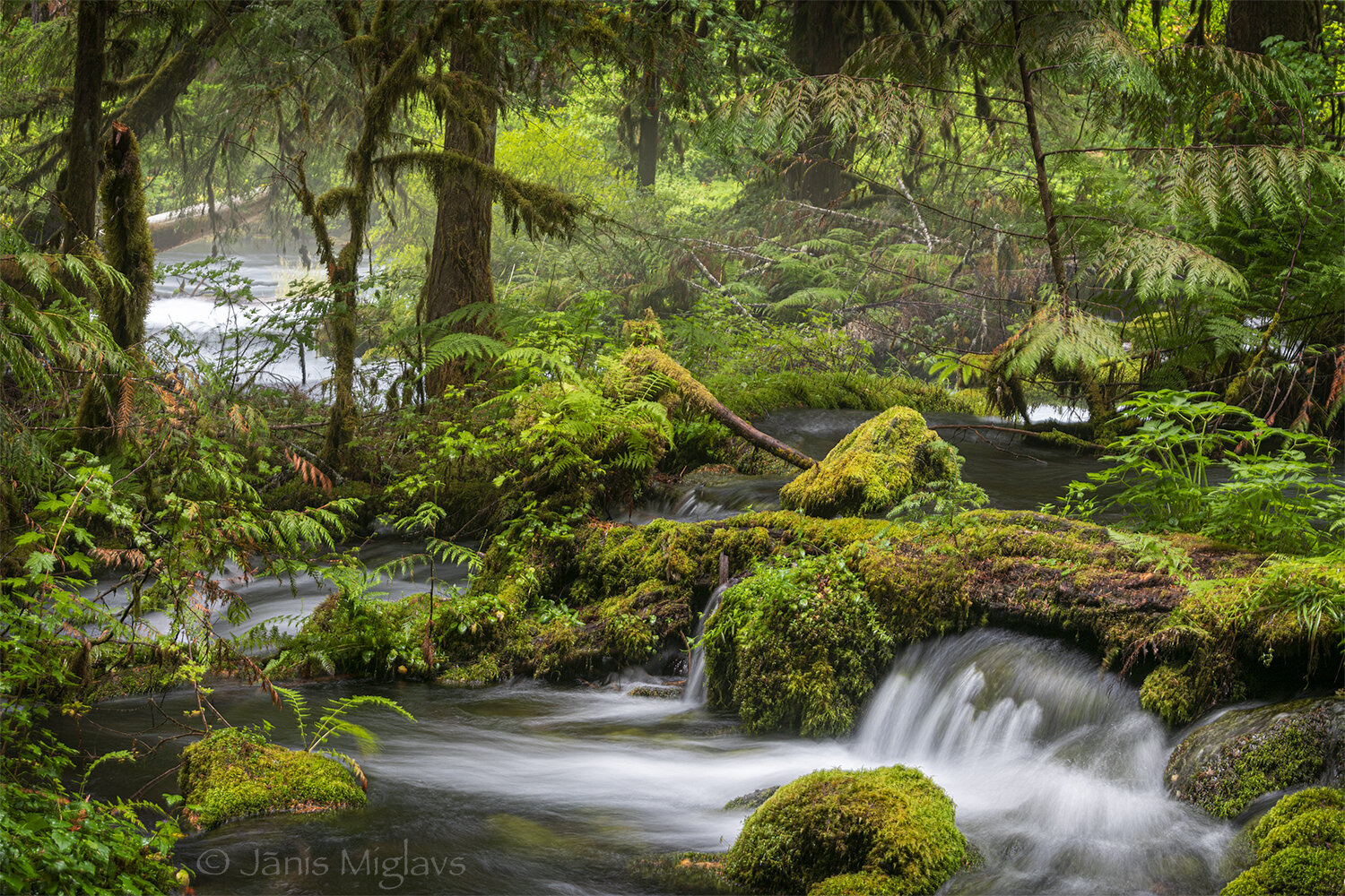 Little Olallie heads to the McKenzie 1