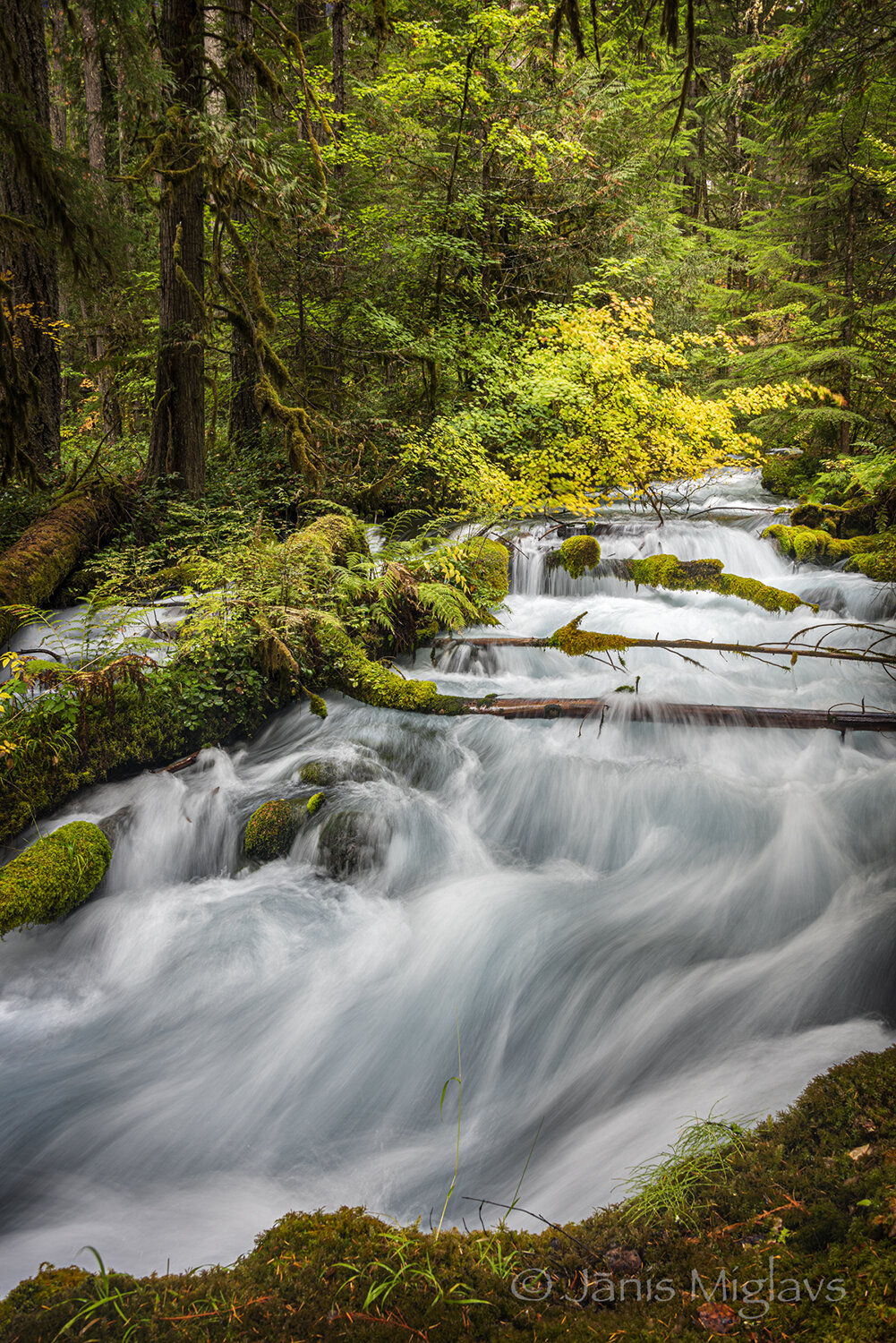 Bull Trout Navigate up Olallie Creek