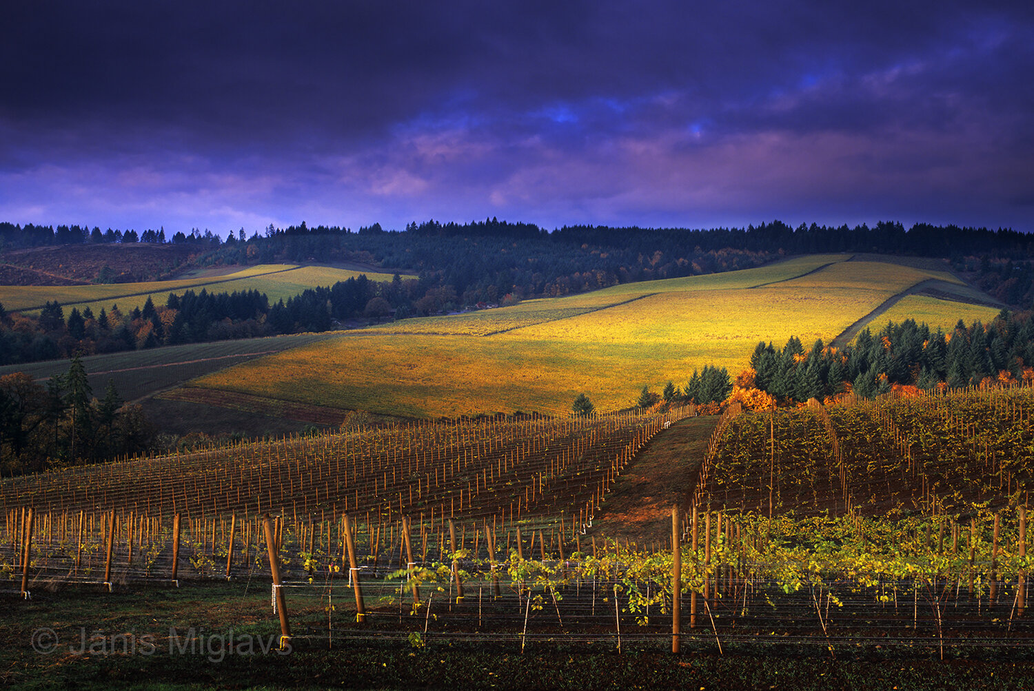 Sunrise Oregon vineyard