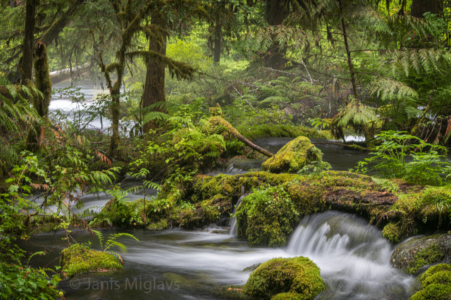 Oregon's Olallie Creek