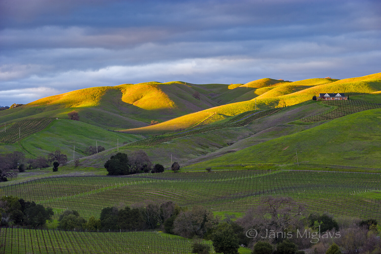 Last Light on Napa Carneros Vineyards