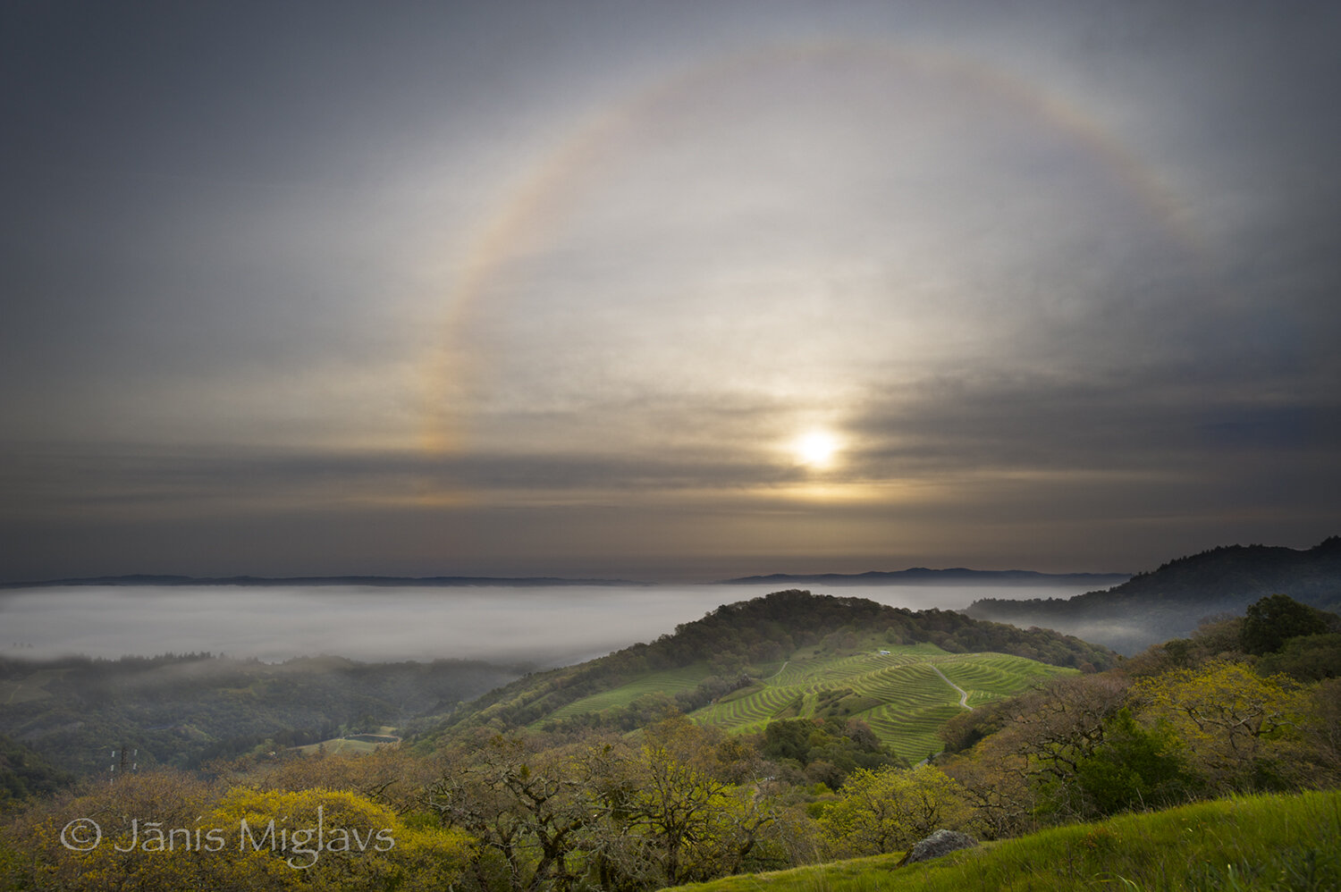 Sunrise Rainbow over Napa Vineyards