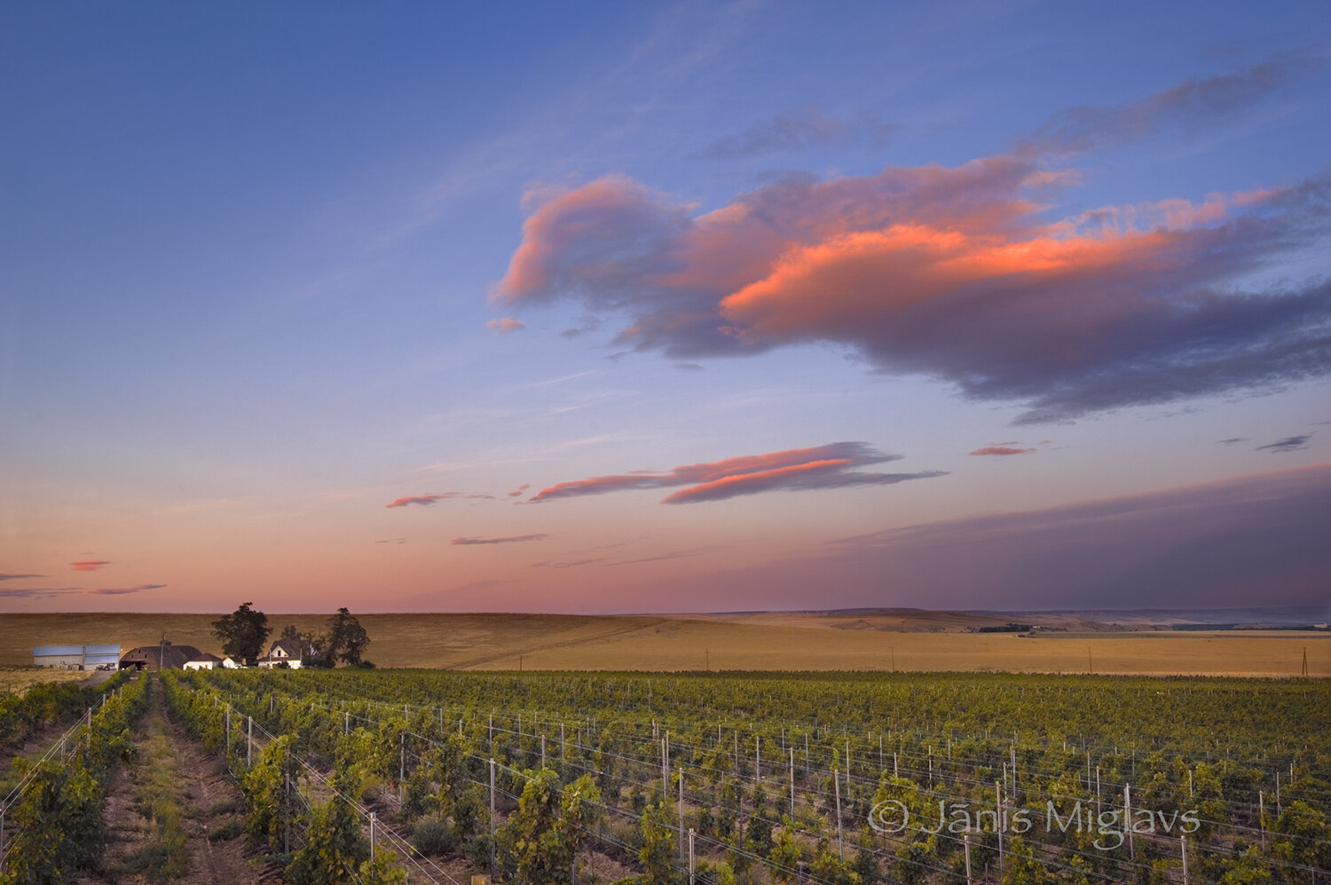 Clouds Romping over Oregon Vineyard