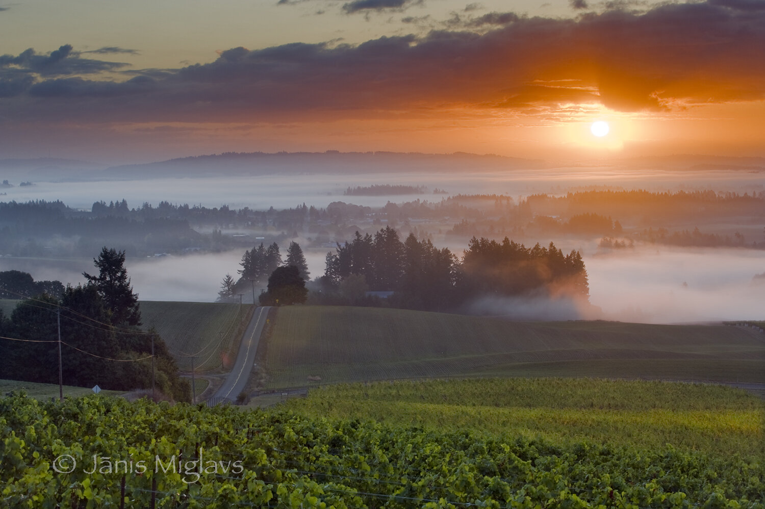 Sunrise over Willamette Valley Vineyard