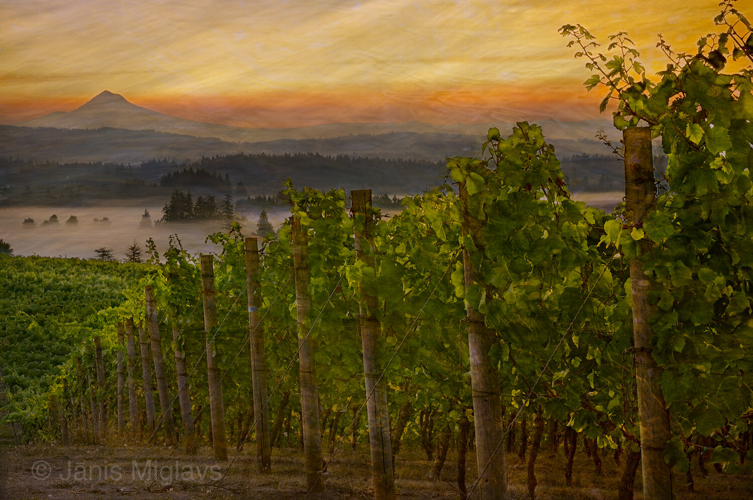 Oregon Vineyard Dawn with Mt Hood