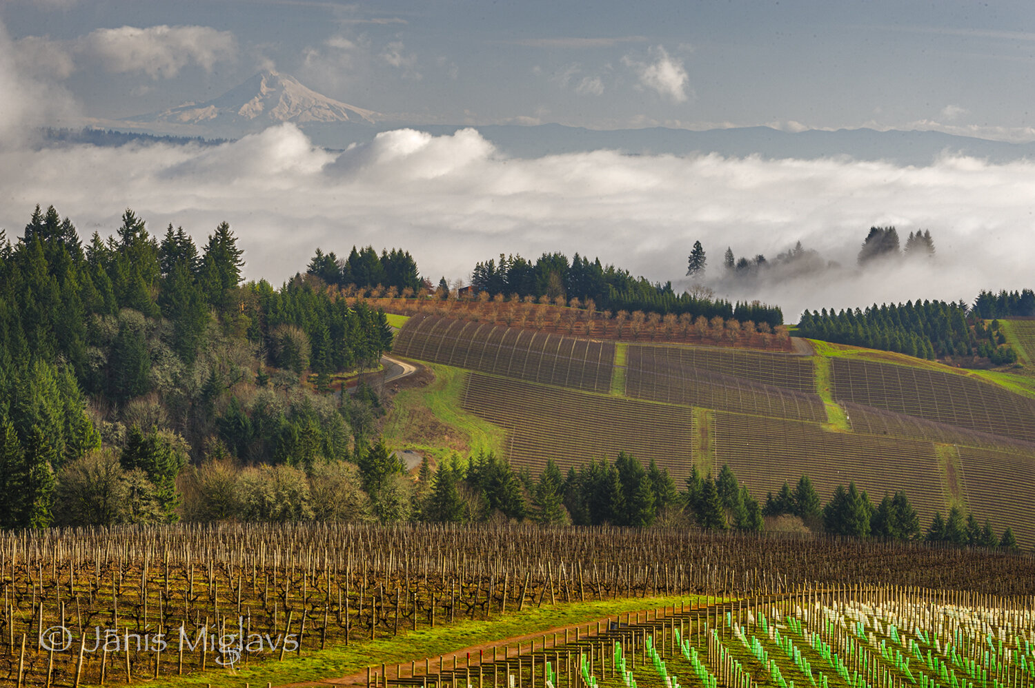 Vineyards above Willamette Valley Fog