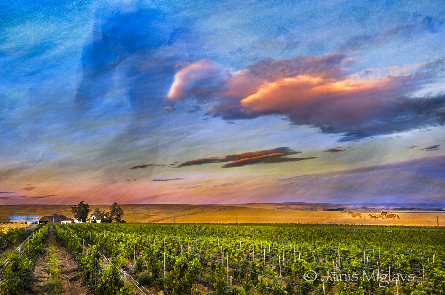 Clouds Romping over Oregon Vineyard 4